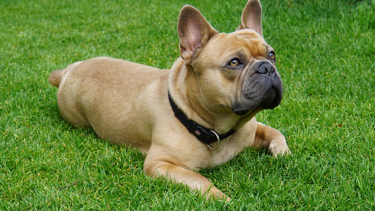 Understanding the Traits of the American Bulldog